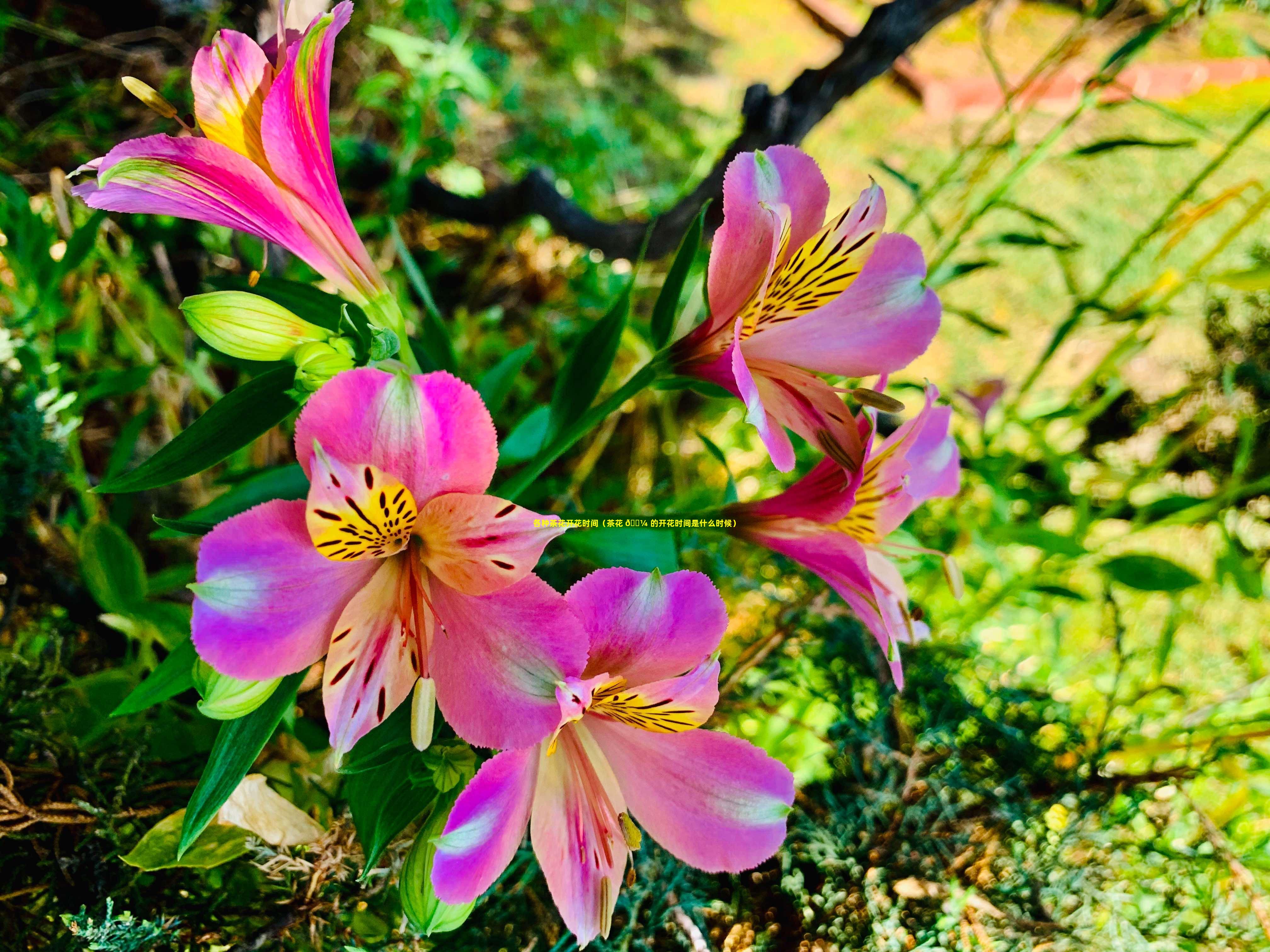 各种茶花开花时间（茶花 🌼 的开花时间是什么时候）